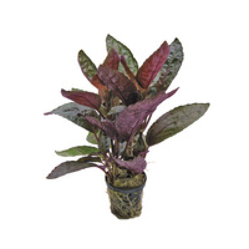 6x Hemiographis Colorata